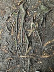 Asemic Realizations #42 (Roots)