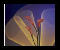 Helium Laser Calla Lilies with Neon